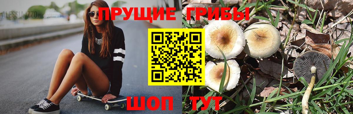 Псилоцибиновые грибы Psilocybe Георгиевск